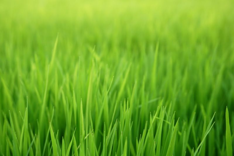 Commercial Lawn Care detail