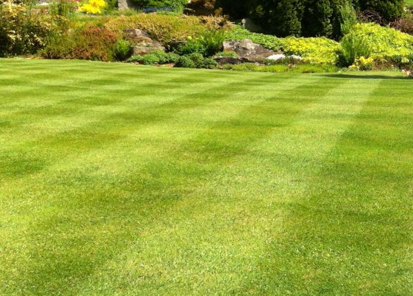 Commercial Grass Cutting in Bentonville