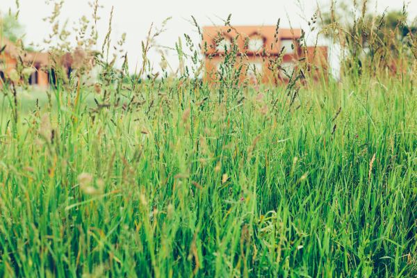 Tall Grass Cutting in Bentonville